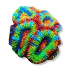 Koralen voor je zeeaquarium